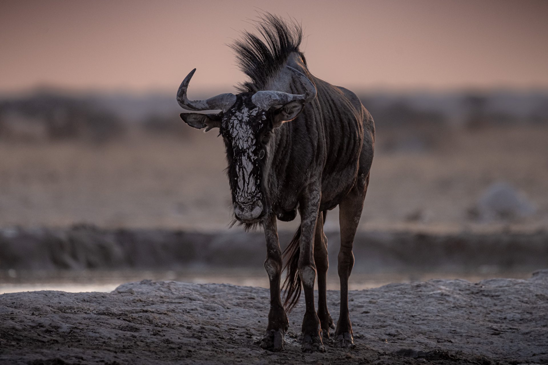 Antylopa gnu patrząca w stronę obiektywu