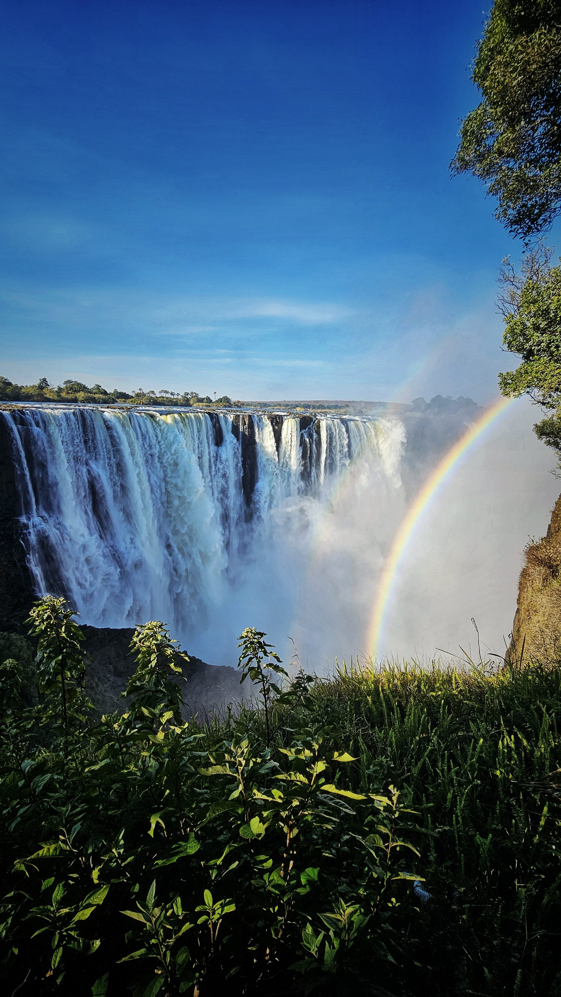Victoria Falls oglądane przez bujną roślinność przy ścieżce